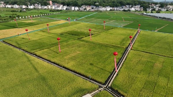 湘东区现代化制种基地，数智赋能让“赣鄱粮仓”更有底气！