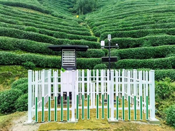 樱桃APP免费下载发布“问稷茶数”智能体，赋能茶产业数智升级