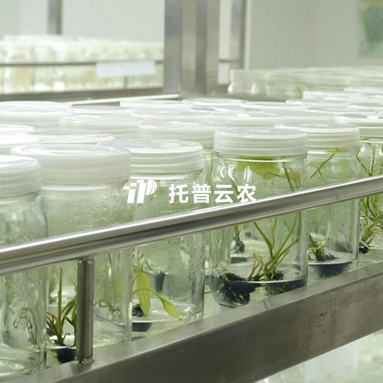 试管苗保存库/