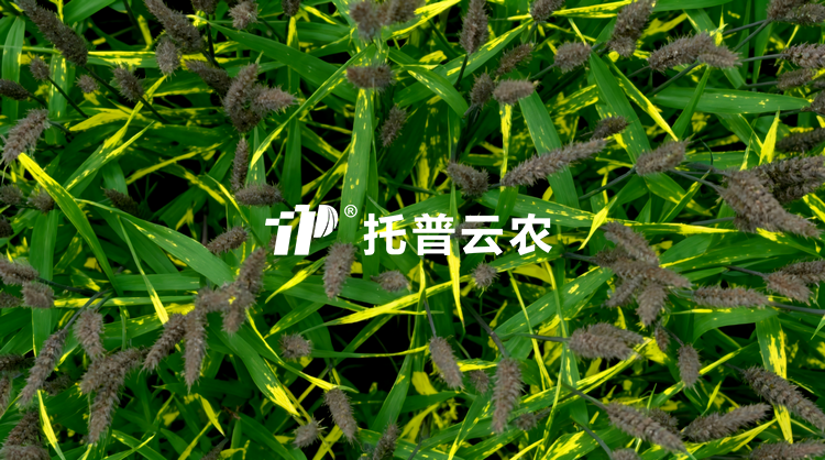 无人车移动式解决方案：田间作物全生育期表型精准监测与解析