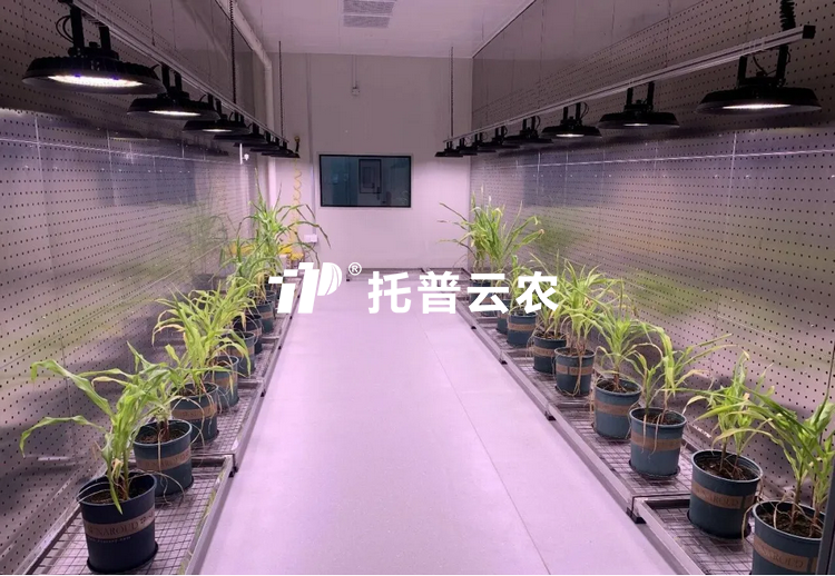 逆境研究室：解码植物抗逆密码的 “精准模拟实验室”