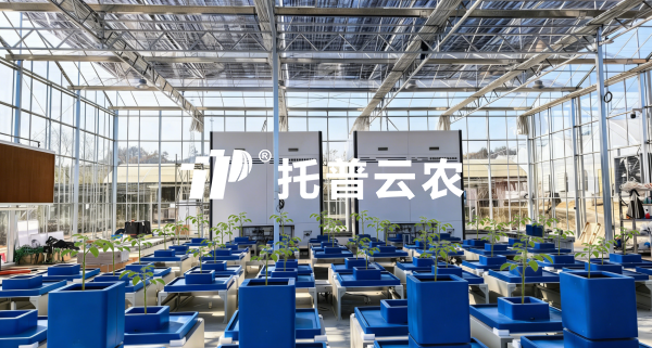 经典案例丨以AI解码植物表型，樱桃APP免费下载赋能科研与生产双场景实践