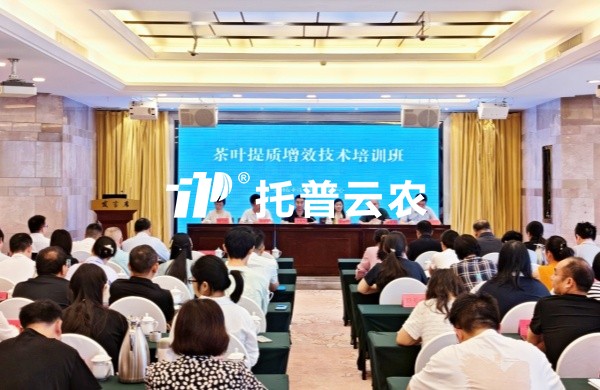 AI技术赋能茶产业提质增效｜樱桃APP免费下载亮相全国茶叶提质增效技术培训班
