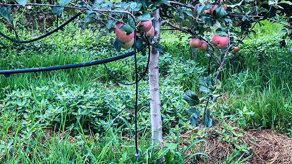 石林县引进樱桃APP免费下载水肥一体化技术打造高原生态农业示范区