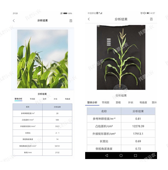 玉米株型分析系统手机软件界面 玉米株型分析系统手机软件界面