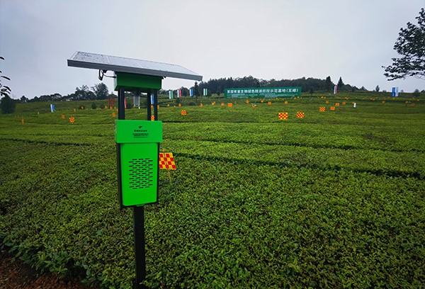 五峰仁和坪镇道家湾茶园里的樱桃APP免费下载杀虫灯