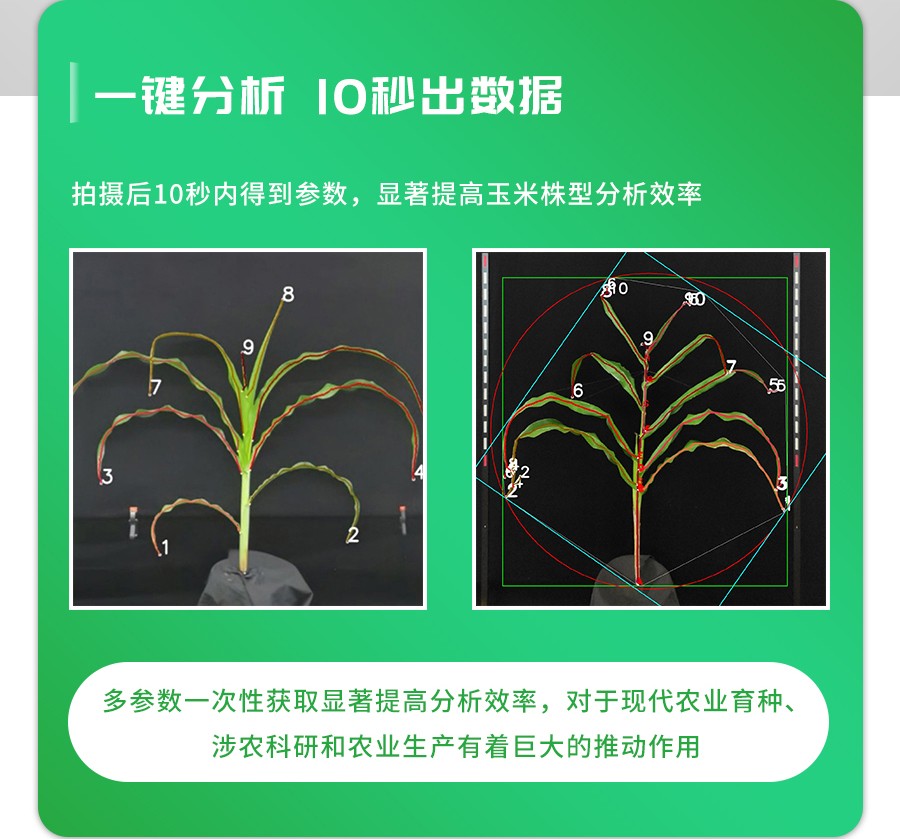 玉米株型分析系统 玉米株型分析系统