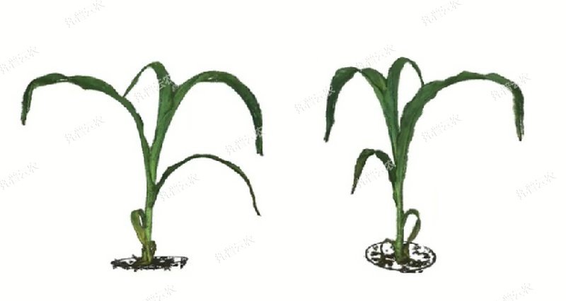 1763627547714376.jpg 逆境模拟及植物生长监测平台-3维.jpg
