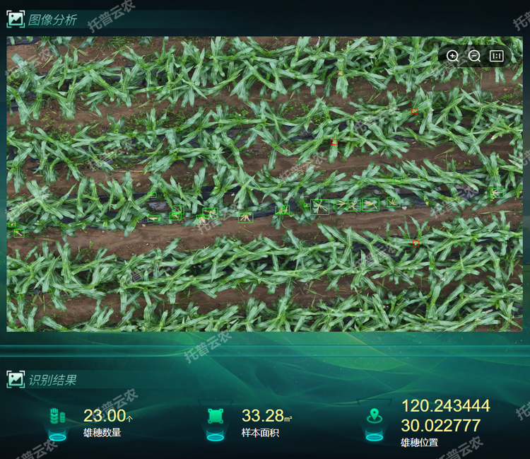 雄穗识别.png