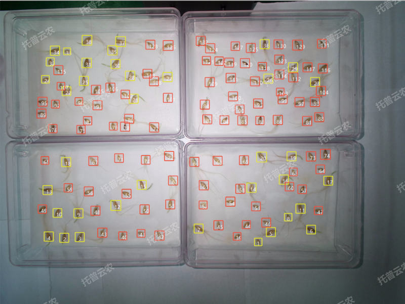 1772702752678254.png 发芽率识别-高通量植物环境调控+高通量樱桃免费人成网站WWW智能萌发鉴定系统.png